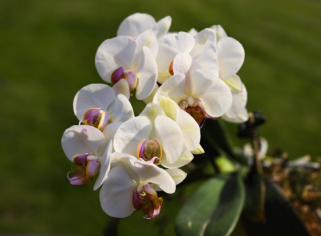 Orquídeas Significado Cores: Simbologia de Cada Tonalidade