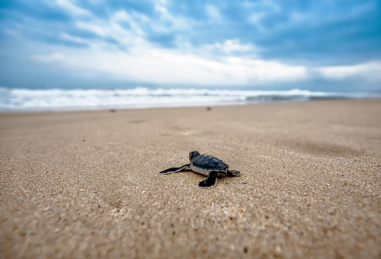 Praia Deserta Guarujá: Melhores Praias Selvagens