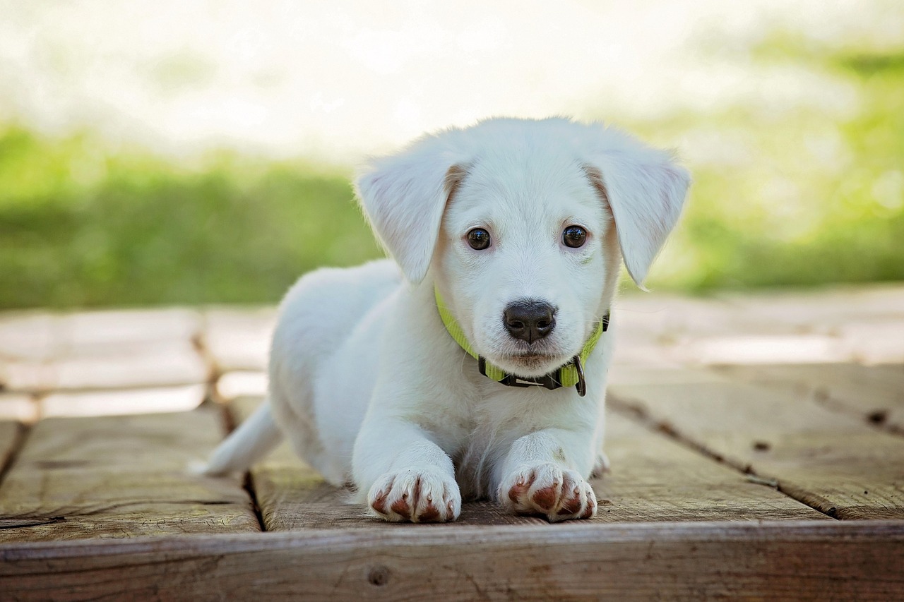 Raça de Cachorro de Rico: Cães Mais Caros do Mundo
