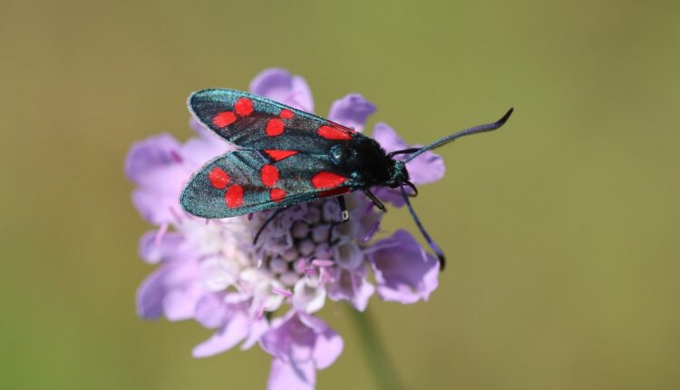 Mancha preta na tela do celular: Causas e soluções rápidas