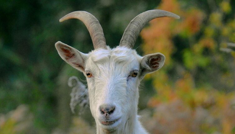 TWD spin off: Tudo sobre as novas histórias do universo zumbi