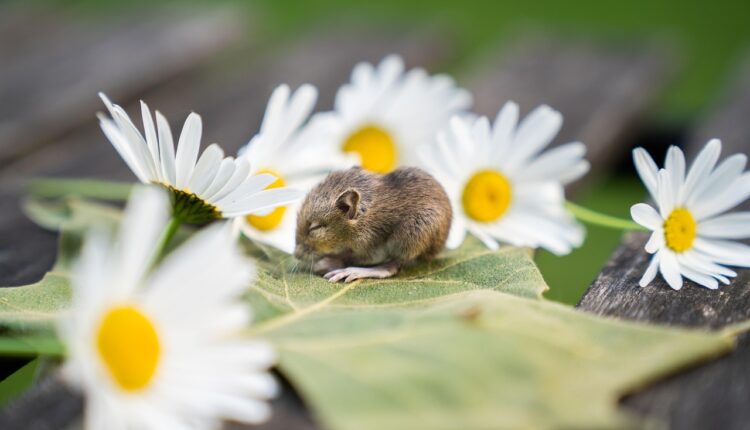 O que é DPI mouse e como ajustar para melhor desempenho