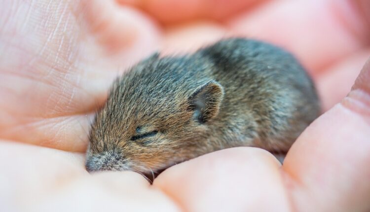 O que é DPI mouse e como isso afeta sua jogabilidade