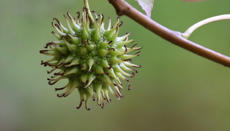Frutas para Aumentar a Testosterona: Lista Completa