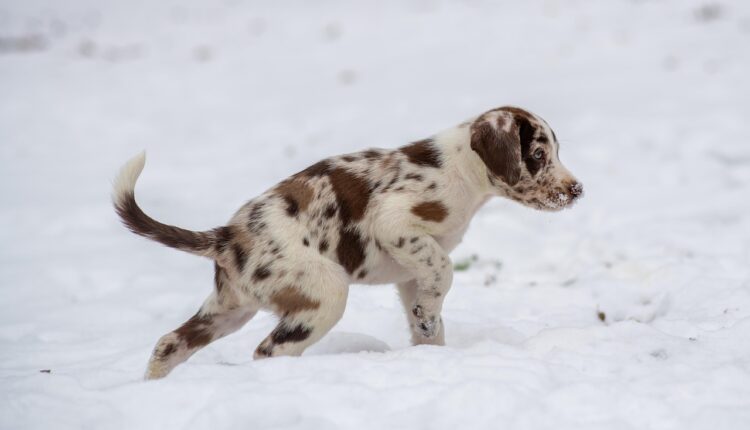 Nome dos Filhotes da Patrulha Canina: Lista Completa