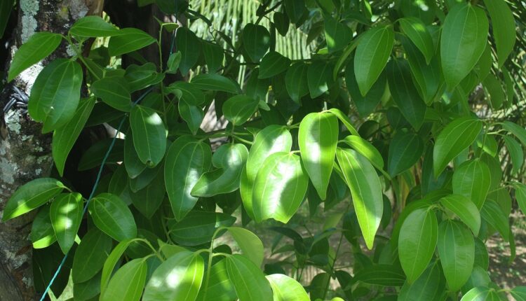 Chá de Canela: Benefícios e Como Preparar Corretamente