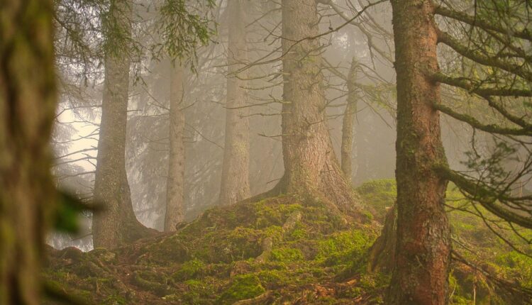 Guaiuvira: Características e Usos da Madeira Nobre