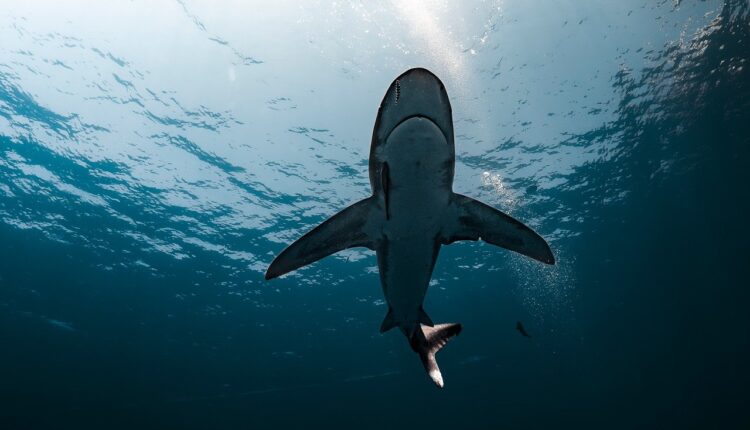 Inscrição Shark Tank: Como Participar do Programa 2025