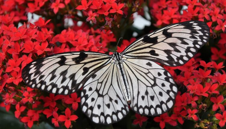Borboleta Preta em Casa: Significado Espiritual