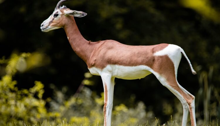 Orixá Regente 2022: Descubra o Seu Pelo Ano