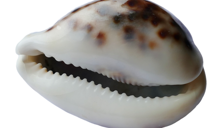 O Que o Jogo de Búzios Revela: Significados na Umbanda