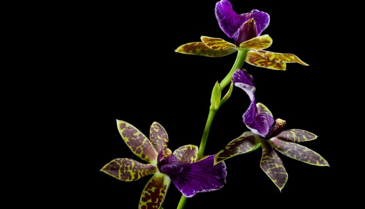 Orquídeas Significado Cores: Simbologia de Cada Tonalidade