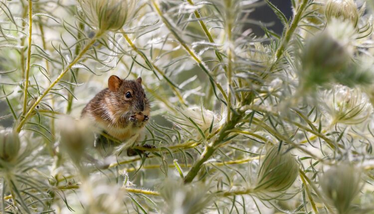 Rata de Academia Significado: O Que Quer Dizer a Gíria