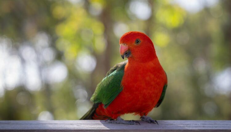 Rei de Copas Invertido: Significado no Tarot