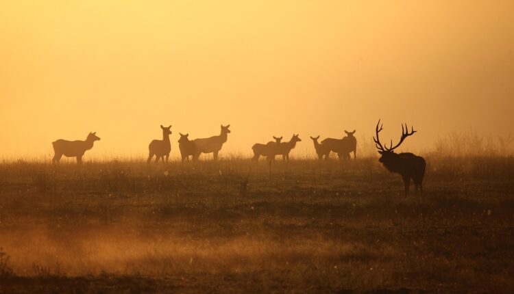 Ankole Watusi Fotos Minhas: Raça de Boi com Chifres Gigantes
