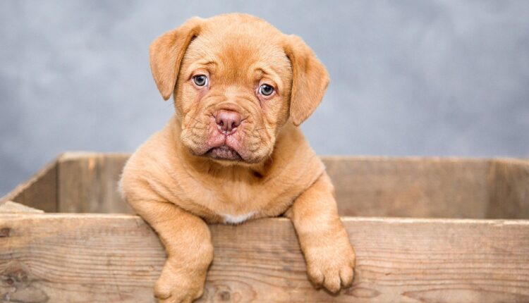Raça de Cachorro de Rico: Cães Mais Caros do Mundo